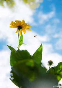 詩句,落葉,時光