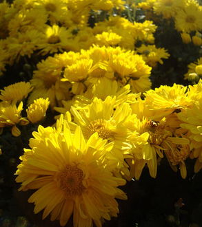 關(guān)于興慶公園的詩句