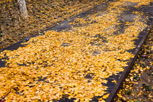 關(guān)于樹(shù)有關(guān)的詩(shī)句