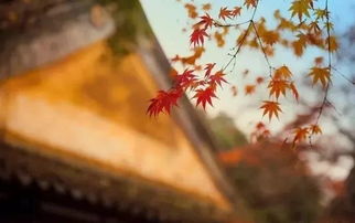 寫(xiě)關(guān)于紀(jì)念古人的詩(shī)句