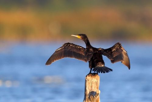 關(guān)于鸕鶿的詩(shī)句