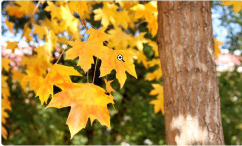 小學(xué)關(guān)于秋天的詩(shī)句古詩(shī)大全