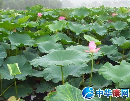 荷葉,詩(shī)句,描寫(xiě)