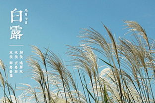 節(jié)氣,詩句,白露