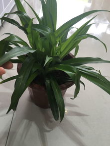 關(guān)于球蘭花的詩句