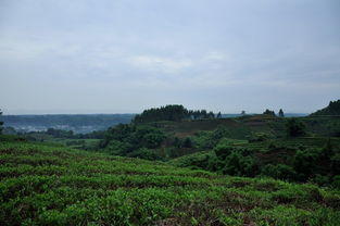 關(guān)于尋找源頭的詩(shī)句