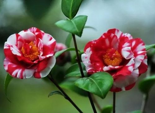 山茶花,古詩,詩句,排名