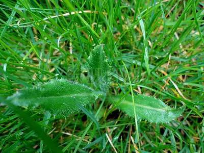 關于拔雜草的詩句