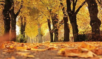 初秋豐收的詩句古詩詞