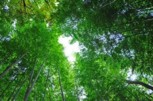 關于樹木挺拔的詩句