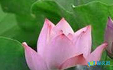 小學(xué)荷花詩(shī)句古詩(shī)大全