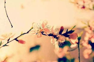 關于18歲的優(yōu)美詩句