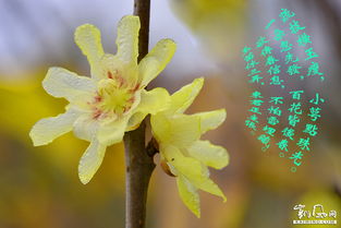 有哪些關(guān)于臘梅的詩句