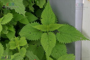 關(guān)于蕁麻草的詩句