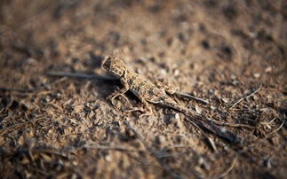 關(guān)于壁虎的詩句