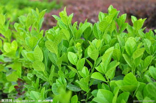 耐寒的冬青古詩句