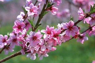 關(guān)于春色的詩句自己編寫