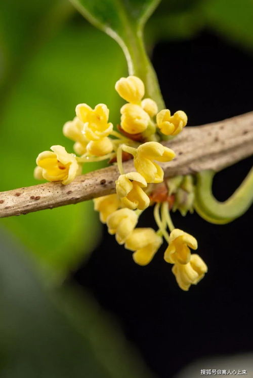 關(guān)于桂花好的古詩(shī)句