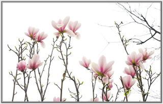 關(guān)于木蘭花詩句