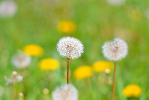 關(guān)于春天的詩(shī)句作者朝代