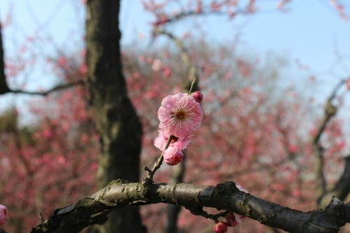 描寫梅花的詩句古詩大全,描寫秋天的詩句古詩大全,描寫山的詩句古詩大全