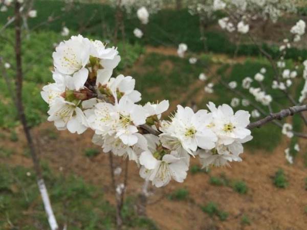 贊美桃花花的詩句古詩