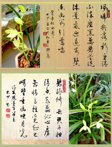 關(guān)于蘭的詩(shī)句大全集