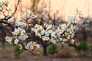 梨花,詩句,清朝