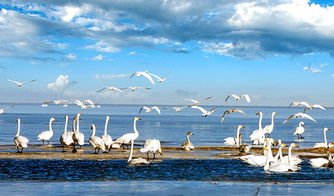 關(guān)于贊美青海的詩句