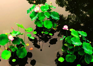 夏季雨的古詩句