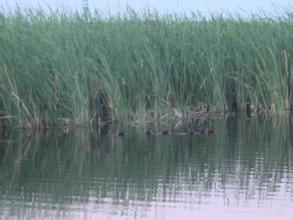 關(guān)于清閑雅致的詩(shī)句