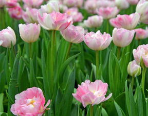 關于花心情的詩句