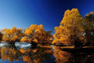 描寫秋天楓葉的詩句古詩,描寫秋天落葉的詩句古詩,描寫秋天美景的詩句古詩