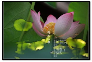 有關(guān)荷花的詩句古詩名言,贊美荷花的詩句和名言,關(guān)于荷花的名言名句或詩句