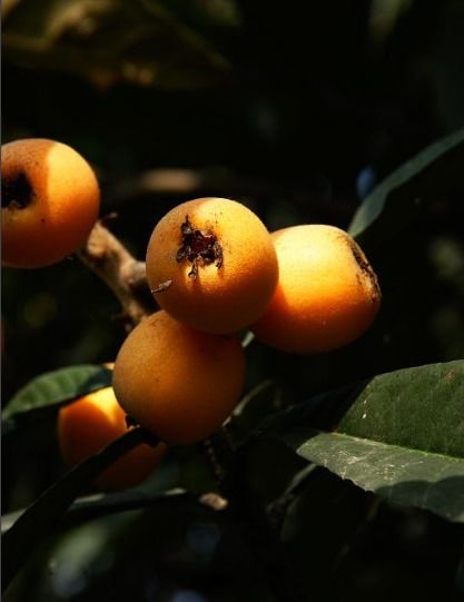 關(guān)于枇杷的詩句古詩,關(guān)于枇杷的詩句蘇軾,關(guān)于枇杷的詩句有哪些