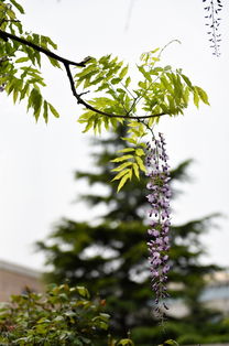 關(guān)于紫藤花美麗的詩句