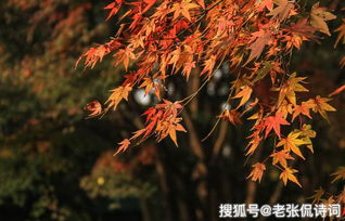 關(guān)于秋天豐收的詩句古詩