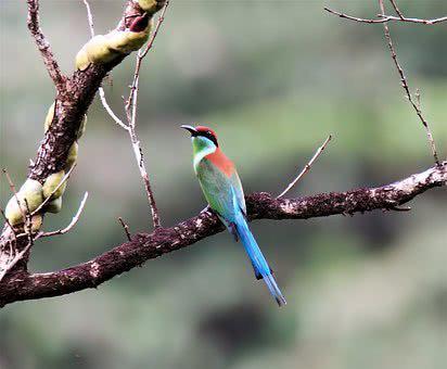 含有鳥(niǎo)字獲鳥(niǎo)名稱的古詩(shī)句