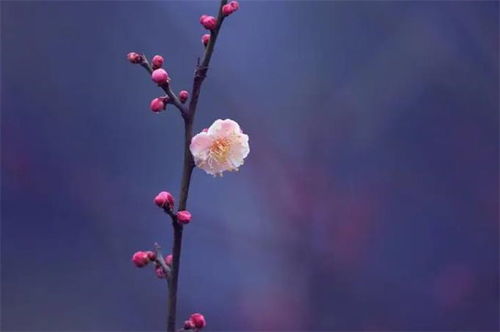 古詩中含花的詩句,古詩中的花詩句有哪些,關(guān)于花的唯美詩句古詩