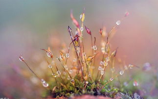 關(guān)于養(yǎng)花心情愉悅詩(shī)句