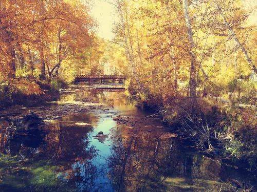 關(guān)于梧桐的詩句和理解