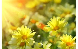 太陽的詞語古詩句