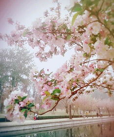 關(guān)于春景的詩句古詩詞,關(guān)于春和花的詩句古詩詞,關(guān)于春山的詩句古詩詞