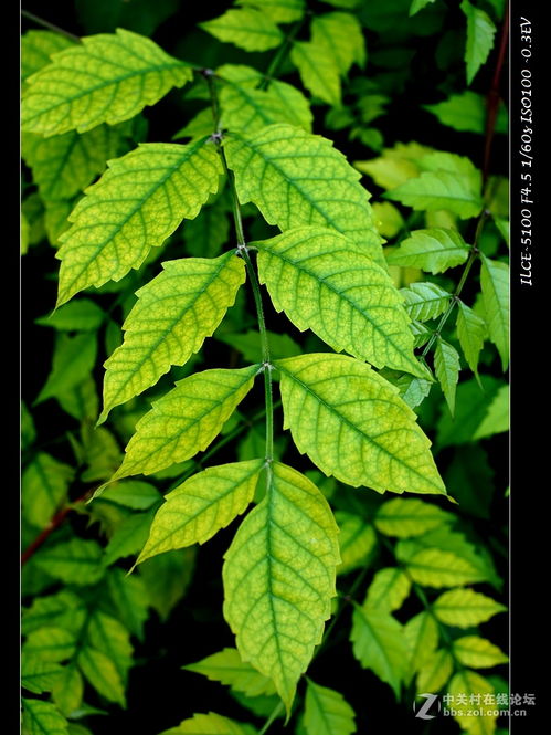 勃勃生機(jī),詩(shī)句,夏天