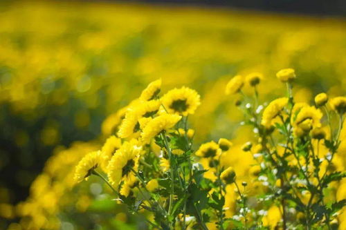 秋天關(guān)于花的詩句古詩大全,秋天景色的詩句古詩大全,描寫秋天的詩句古詩大全