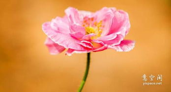 詩(shī)句,過客,情感