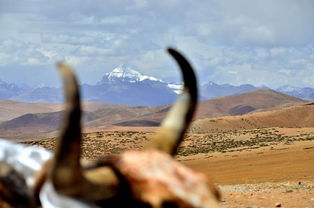 關(guān)于牛頭骨的詩句