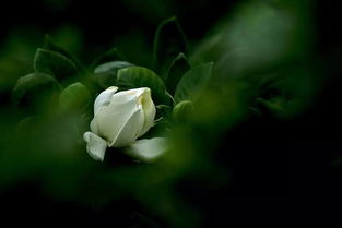 關(guān)于花的詩句和賞析