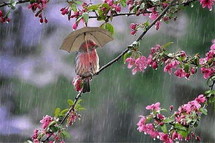 描寫春雨好的詩句古詩詞