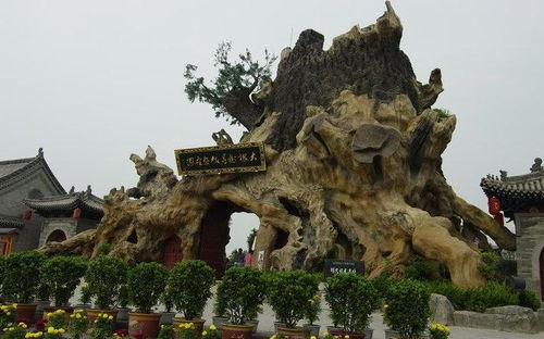 關(guān)于洪洞大槐樹(shù)的詩(shī)句